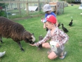 Feeding the pet sheep, Pukenui Holiday Park