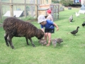 Feeding the pet sheep, Pukenui Holiday Park