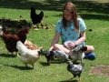 Farmyard animals at Pukenui Holiday Park