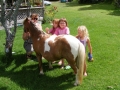 Playing with the minature ponies, Pukenui Holiday Park