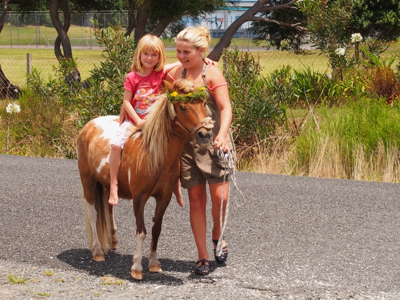 Minature ponies at Pukenui Holiday Park