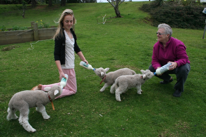 pet lambs in spring at Pukenui Holiday Park