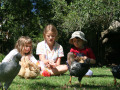 Chickens at Pukenui Holiday Park