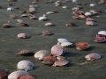 The Scallop wash up on 90 Mile Beach - happens rarely, but is specatular