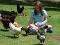 chooks and ducks at Pukenui Holiday Park
