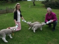 pet lambs in spring at Pukenui Holiday Park