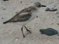 The threatened Dotterel nests at Rarawa Beach, 20 mins from Pukenui Holiday Park