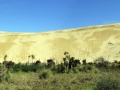 Te Paki Giant Sand Dunes , 50 mins from Pukenui Holiday Park